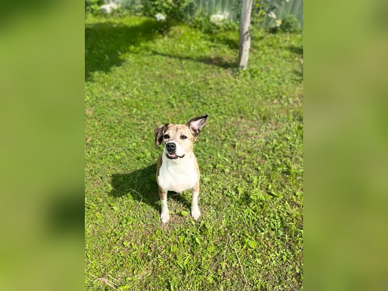 Freundlicher Tito sucht seine Familie