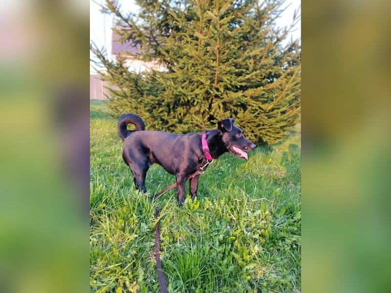 Kleiner LOKI wird ein treuer Partner-Hund