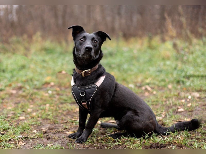 Kleiner LOKI wird ein treuer Partner-Hund