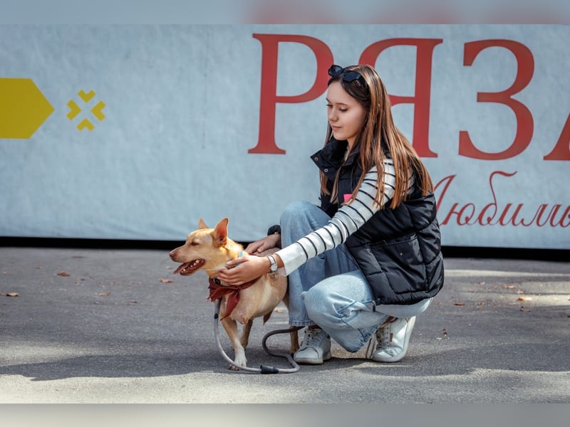 Geselliger PORSCHE möchte eine treue Familie finden