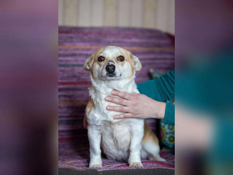 Lustige PEPPA sucht eine aktive Familie