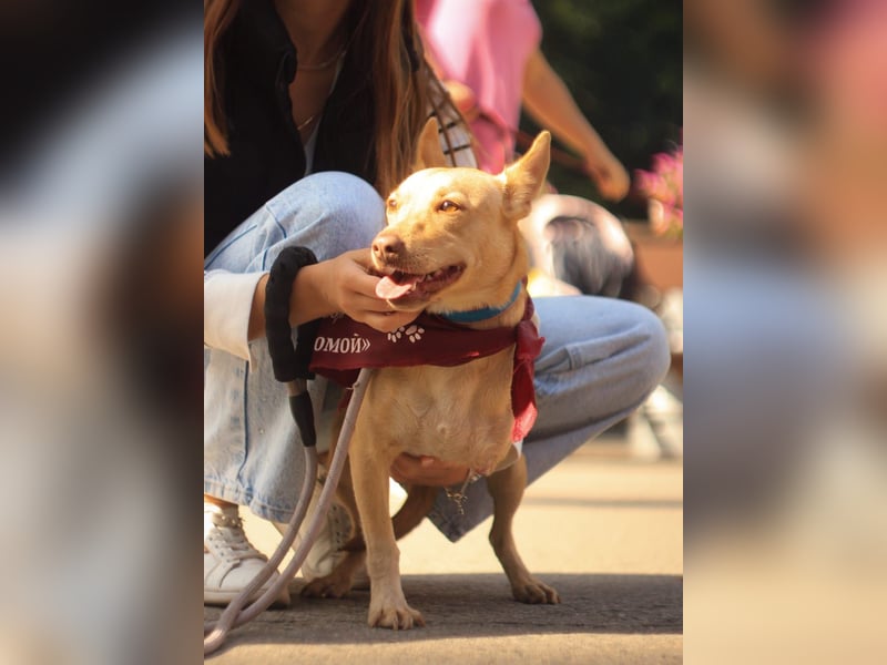 Geselliger PORSCHE möchte eine treue Familie finden