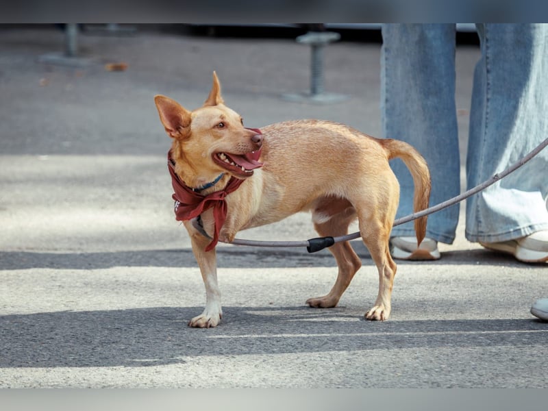 Geselliger PORSCHE möchte eine treue Familie finden