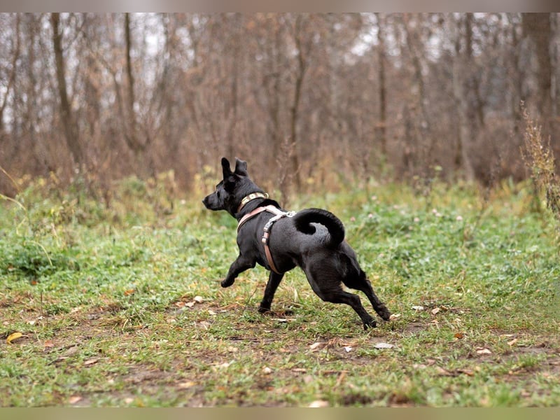 Kleiner LOKI wird ein treuer Partner-Hund