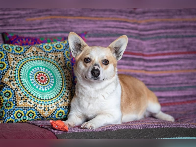 Lustige PEPPA sucht eine aktive Familie