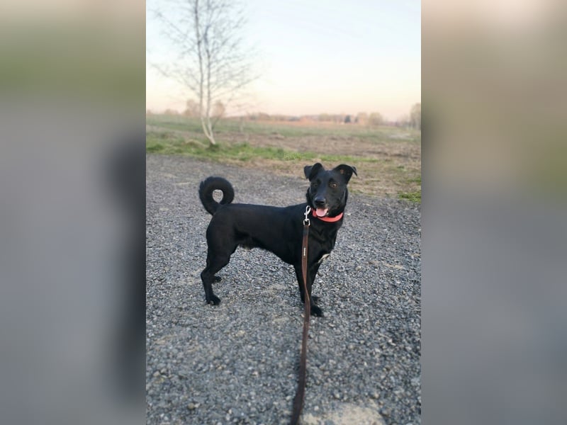 Kleiner LOKI wird ein treuer Partner-Hund