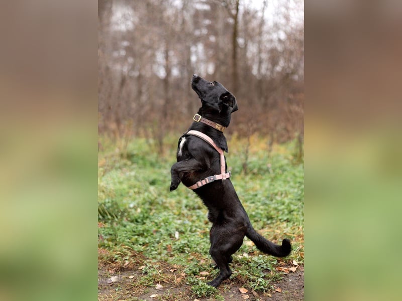 Kleiner LOKI wird ein treuer Partner-Hund