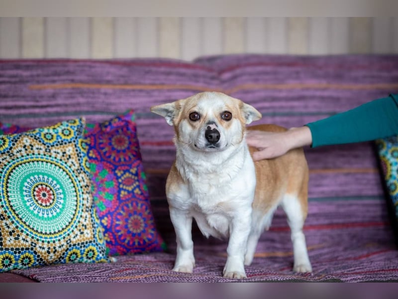 Lustige PEPPA sucht eine aktive Familie