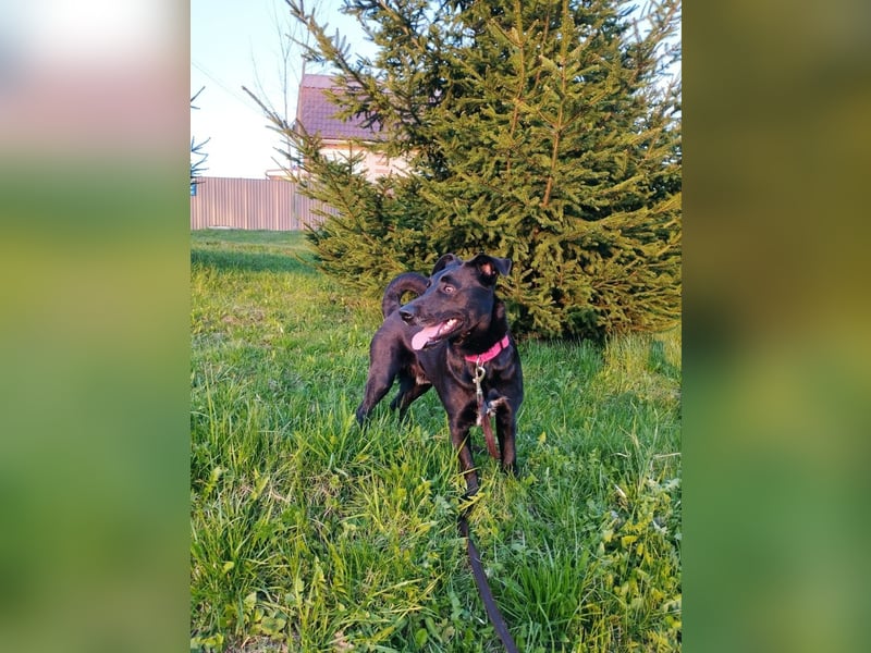 Kleiner LOKI wird ein treuer Partner-Hund