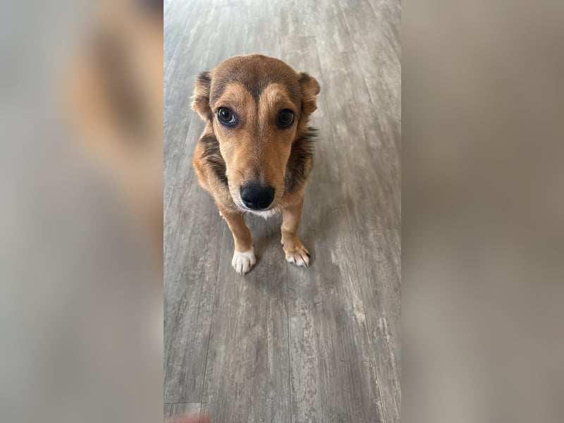 Süße NIUSCHA sucht eine nette Familie