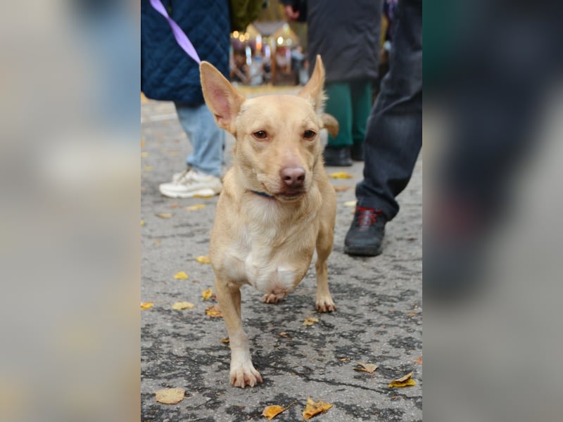 Geselliger PORSCHE möchte eine treue Familie finden