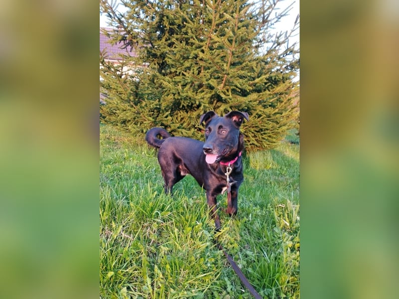 Kleiner LOKI wird ein treuer Partner-Hund