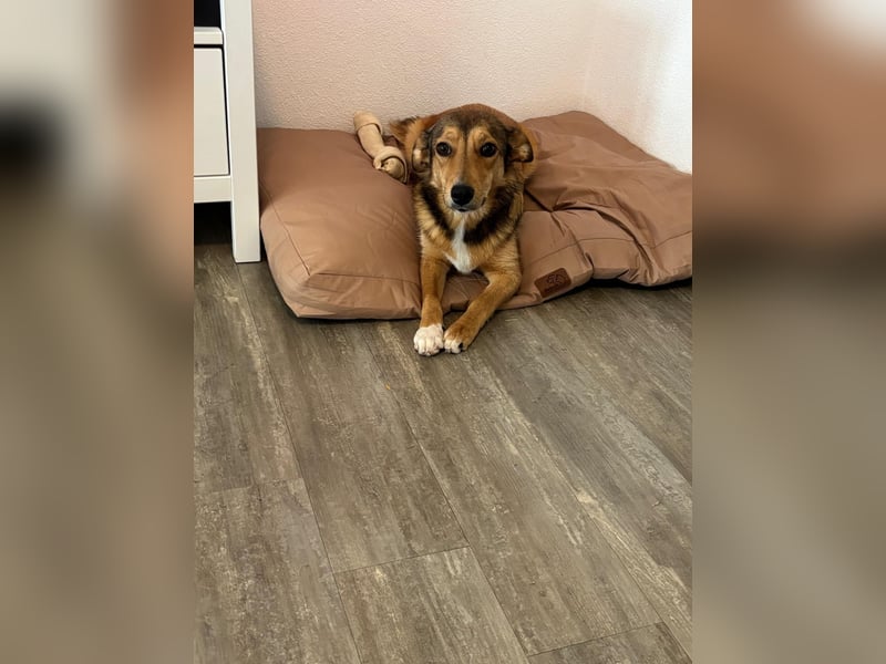 Süße NIUSCHA sucht eine nette Familie