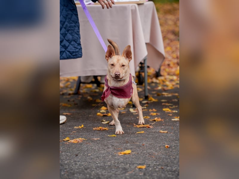 Geselliger PORSCHE möchte eine treue Familie finden