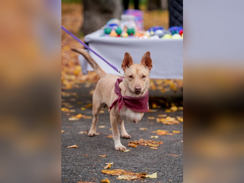 Geselliger PORSCHE möchte eine treue Familie finden