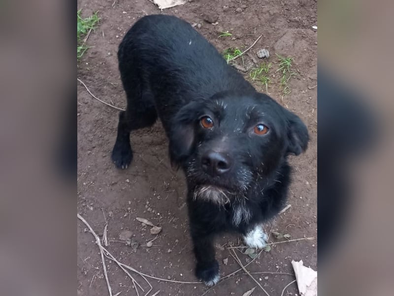 Lina, a.d.Tierschutz, sucht liebes, ruhiges Zuhause