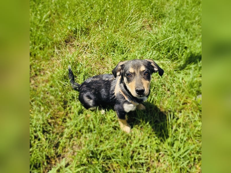 Rocky sucht ein Zuhause