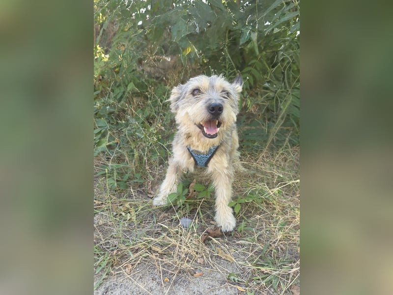 Cairn Terrier Mix Benji