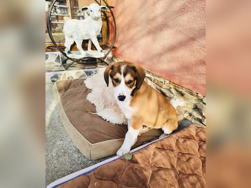 Ellie sucht ein Zuhause