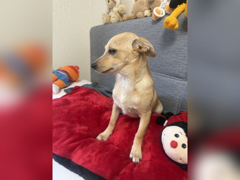 Chihuahua Pinscher Mix Mädchen Abby