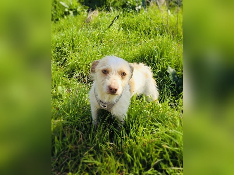 Gero ein verschmustes Kerlchen