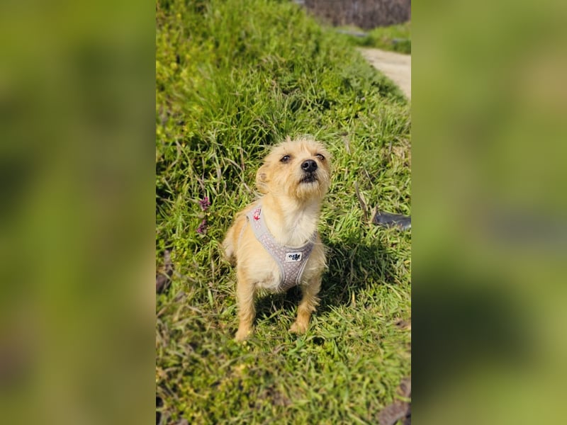 Jana ein Yorkie Mix sucht ein Zuhause