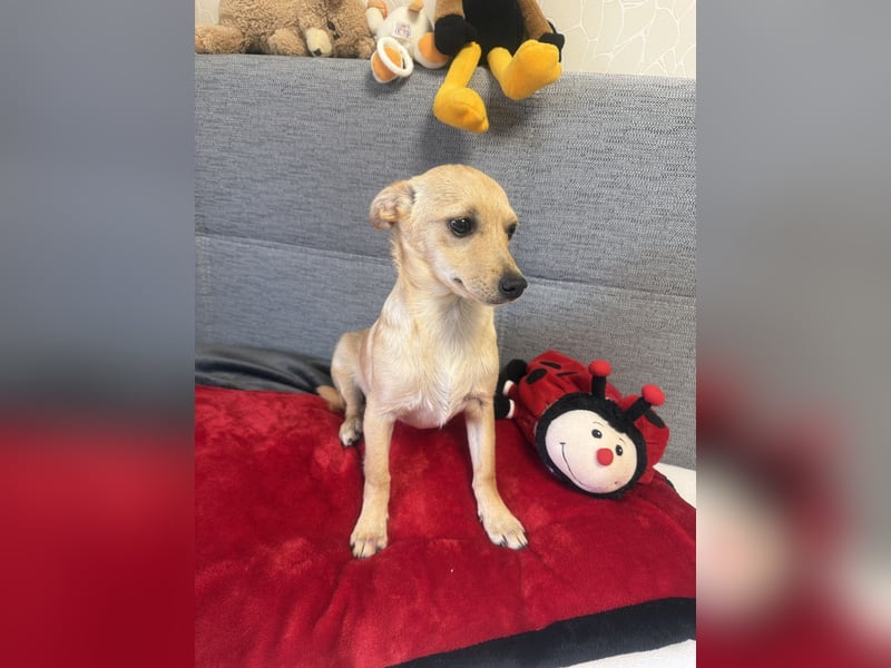 Chihuahua Pinscher Mix Mädchen Abby