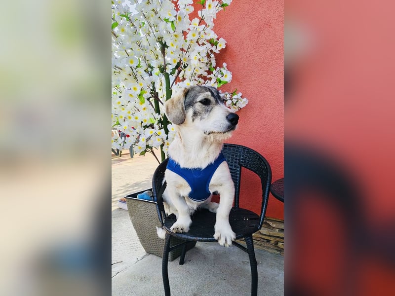 Basset Mix Karam sucht ein Zuhause