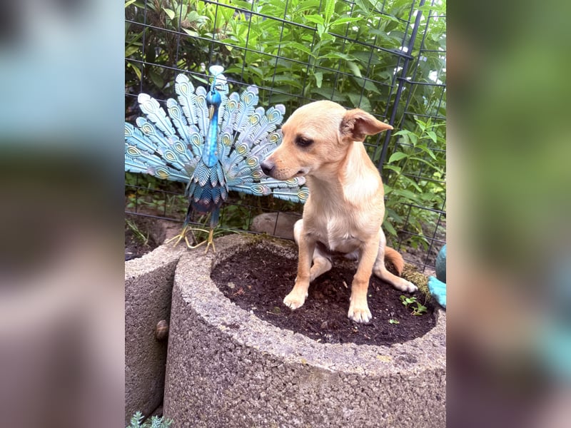 Chihuahua Pinscher Mix Mädchen Abby