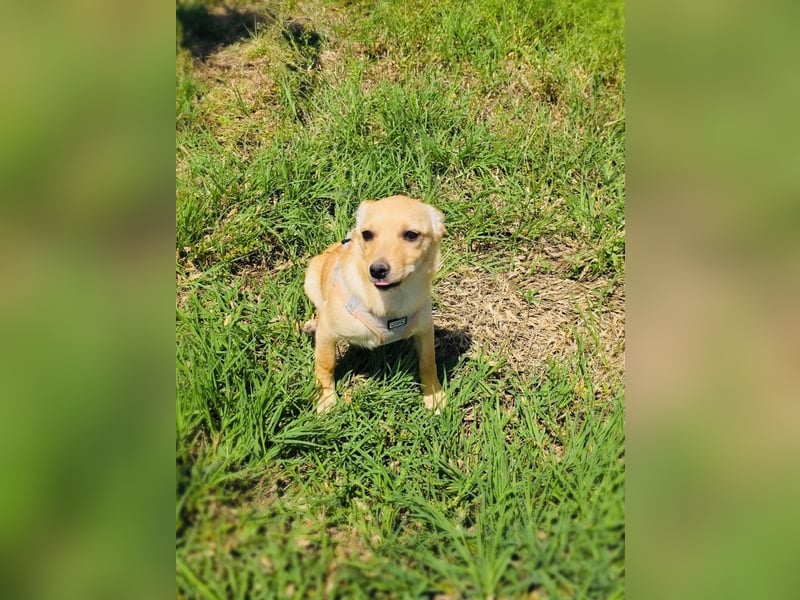 Abby ein Pinscher Mix Mädchen