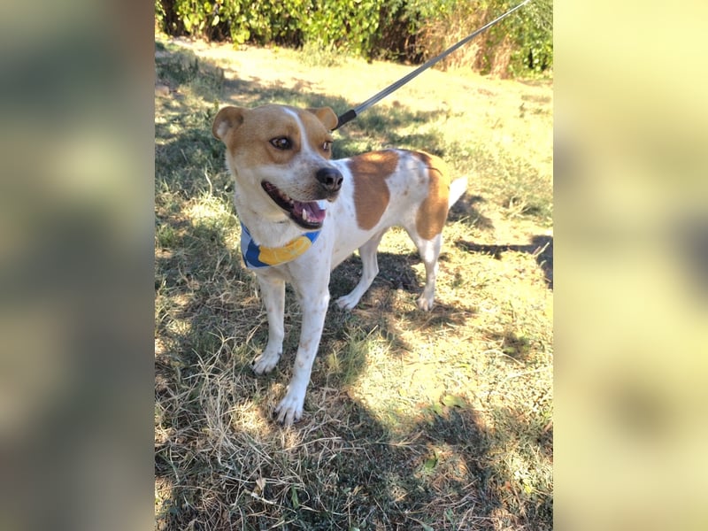 Ginger ein verschmuster Familienhund