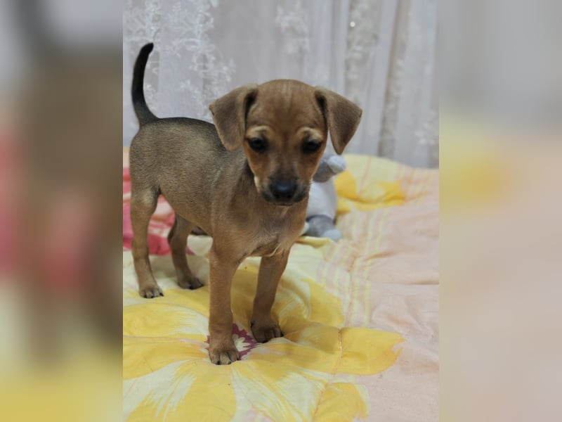 Miya ein Pinscher Mix Mädchen