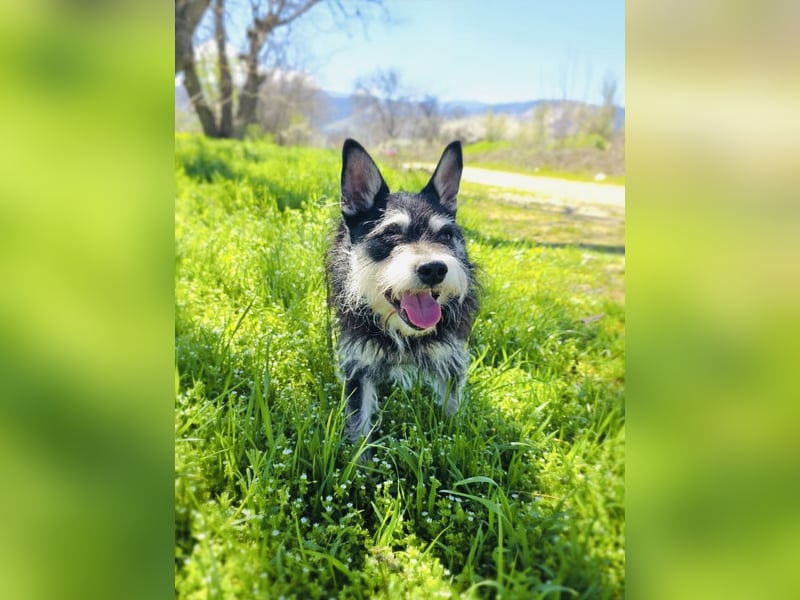 Darko sucht ein Zuhause