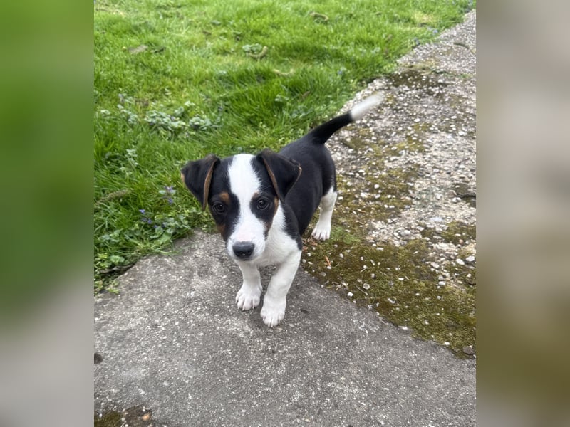 Dackel/ Jack Russel Mix Cosmo