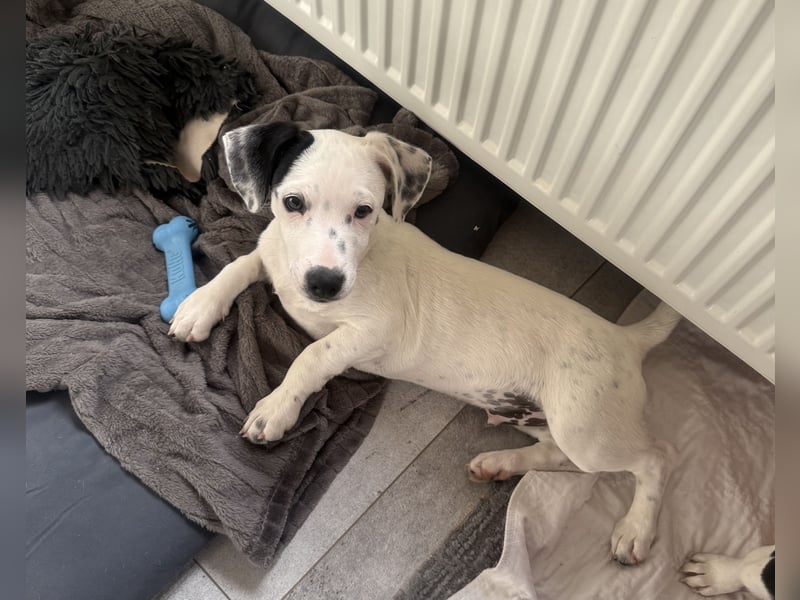 Dalmatiner/Jack Russel Mix Calimero