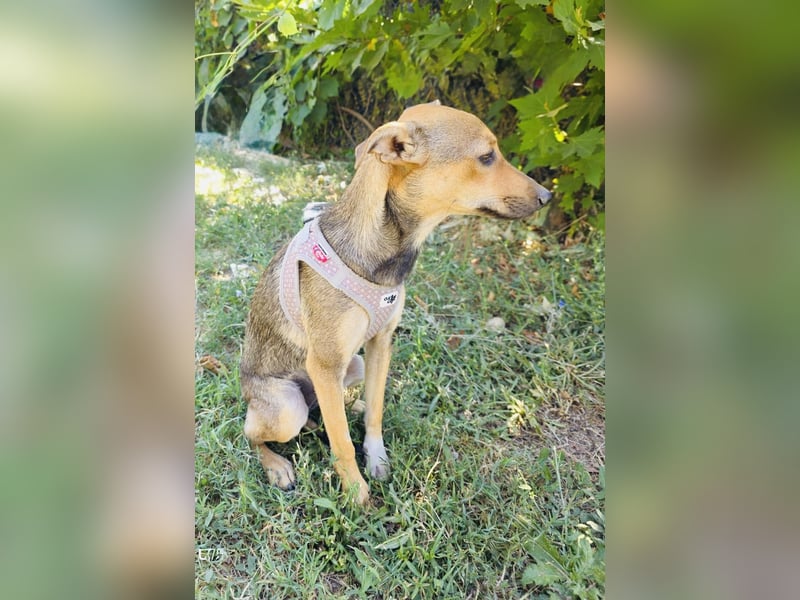Raya sucht ein Körbchen