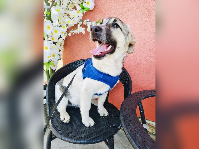 Joy sehr lieb und verschmust