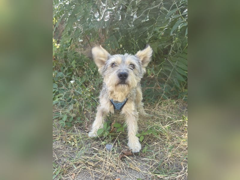 Cairn Terrier Mix Benji