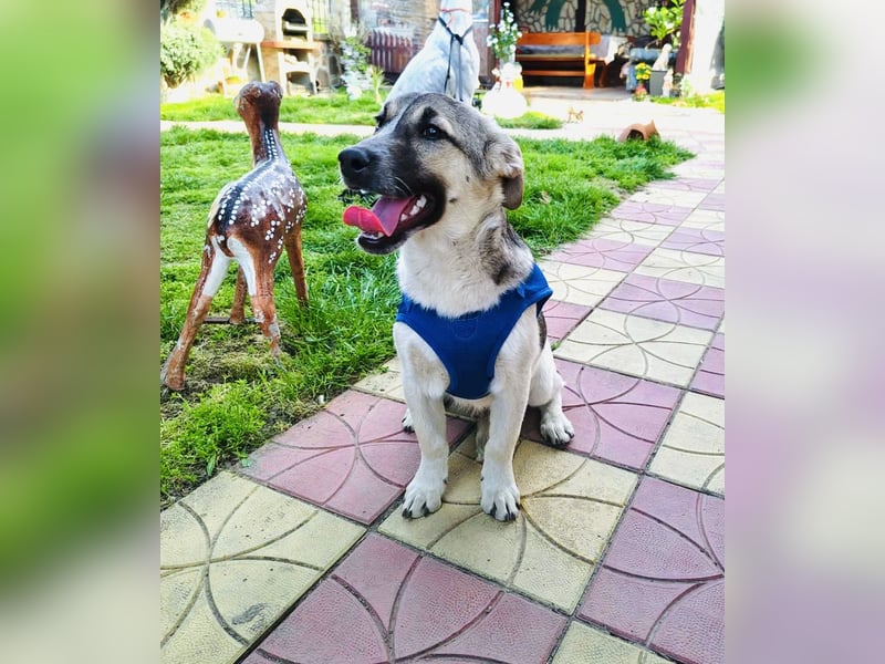 Joy sehr lieb und verschmust