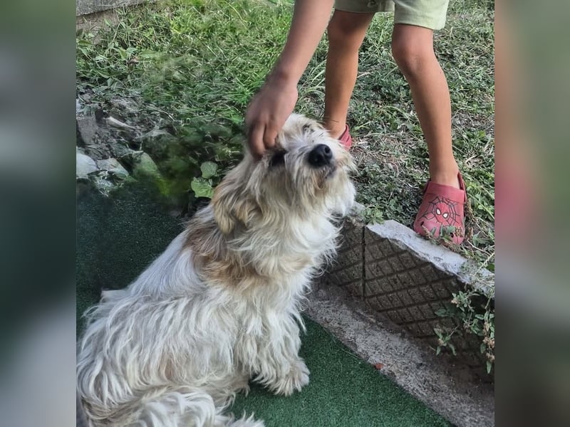 Norfolk Terrier Mix Mädchen Chara