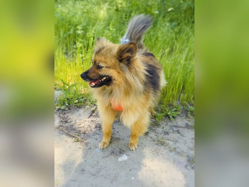 Raya ein kleines Zwergspitz Mix Mädchen
