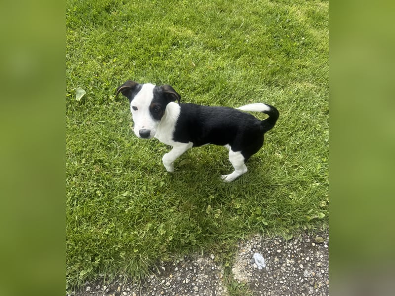 Jack Russel Mix Sparky sucht Körbchen