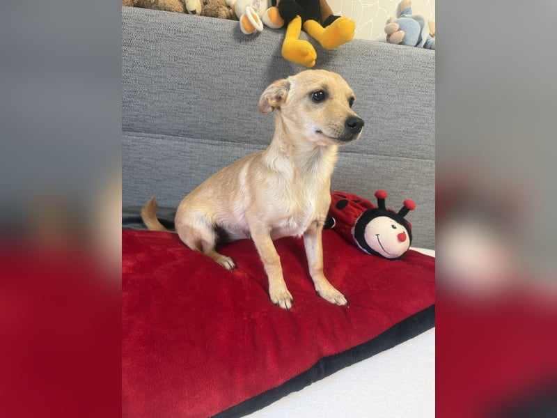 Chihuahua Pinscher Mix Mädchen Abby