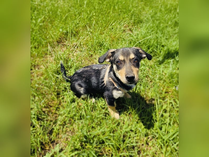Rocky sucht ein Zuhause