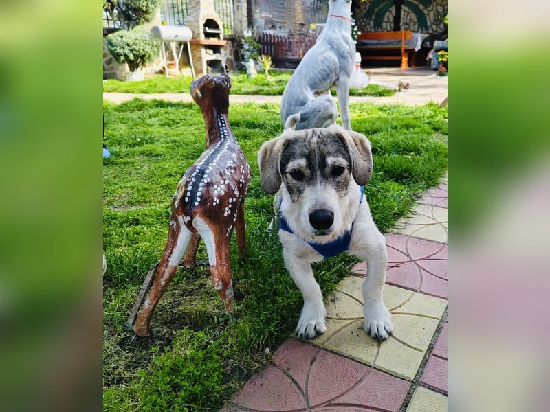 Basset Mix Karam sucht ein Zuhause