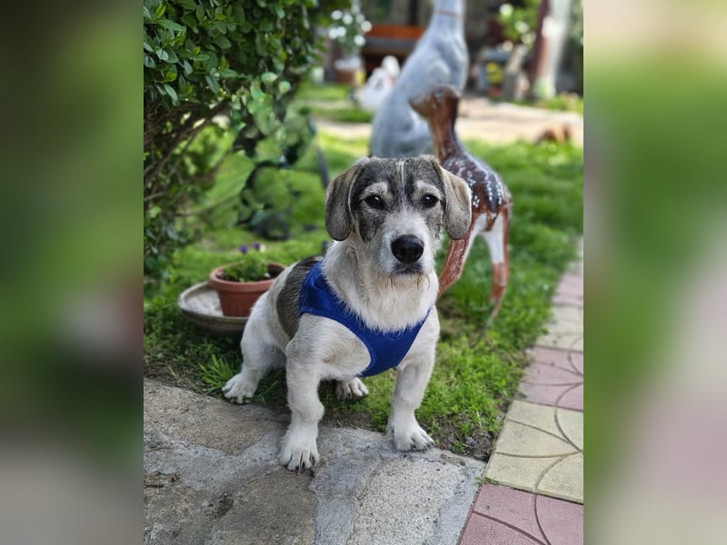 Karam sucht ein Zuhause