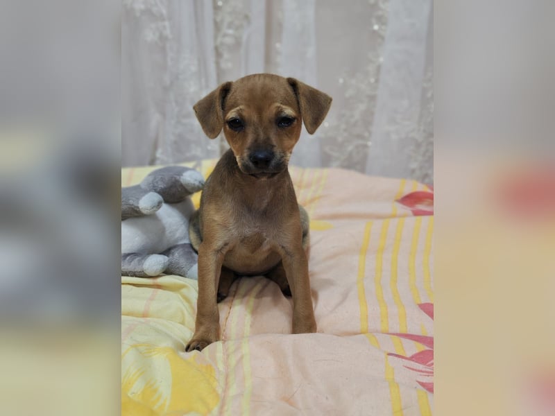 Miya ein Pinscher Mix Mädchen