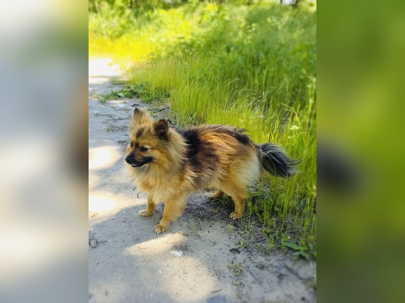 Raya ein kleines Zwergspitz Mix Mädchen