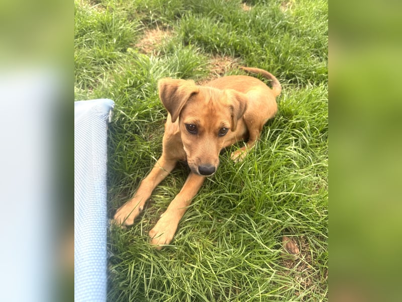 Ida ein Dackel Pinscher Mix Mädchen