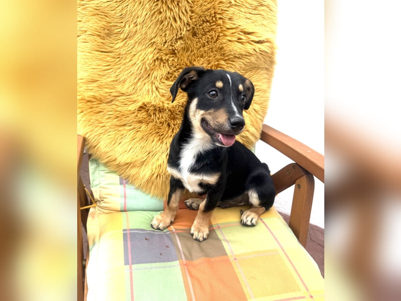 Leo ein kleiner Dackel Pinscher Mix